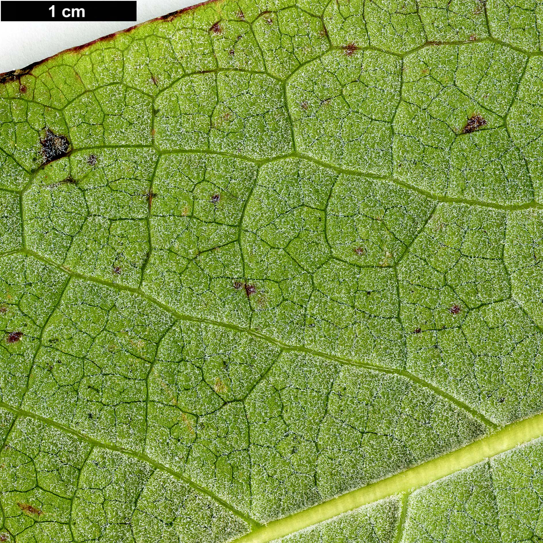 High resolution image: Family: Garryaceae - Genus: Garrya - Taxon: laurifolia - SpeciesSub: var. macrophylla
